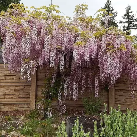 Wisteria Cataratoare Honbeni la Ghiveci 3L (40-50 cm)