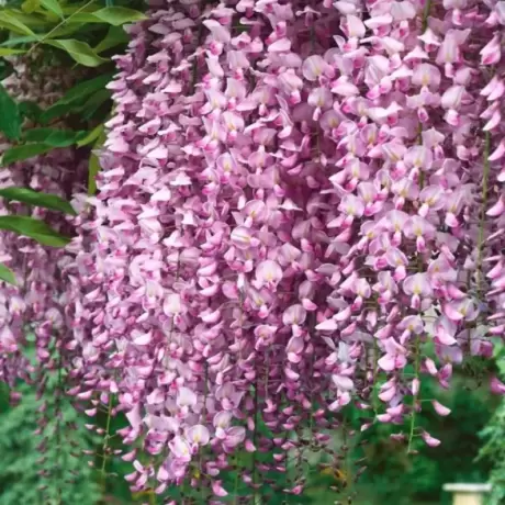 Wisteria Cataratoare Roz la Ghiveci 3L (40-50 cm)