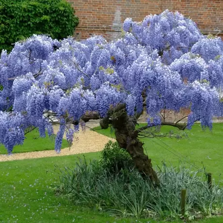 Wisteria  Cataratoare Chinese Blue la Ghiveci 3L (40-50 cm)