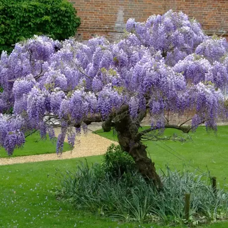 Wisteria  Cataratoare Chinese Purple la Ghiveci 3L (40-50 cm)