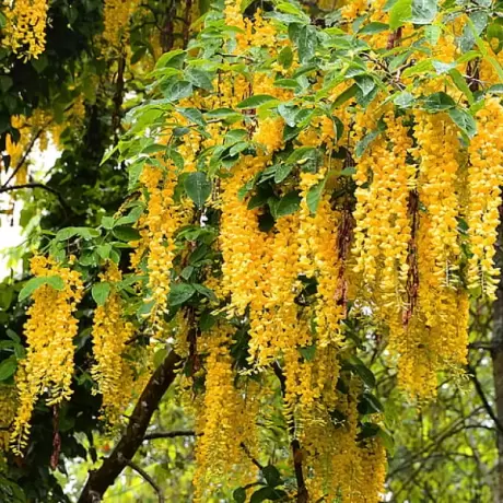 Wisteria Cataratoare Galbena la Ghiveci 3L (40-50 cm)