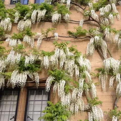 Wisteria  Cataratoare Sinensis Alba la Ghiveci 3L (40-50 cm)