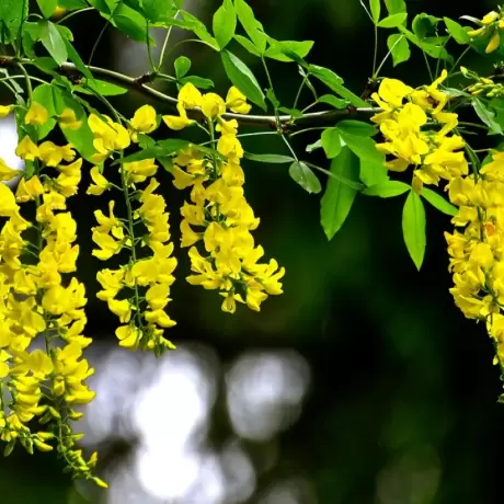 Wisteria  Cataratoare Yellow la Ghiveci 3L (40-50 cm)