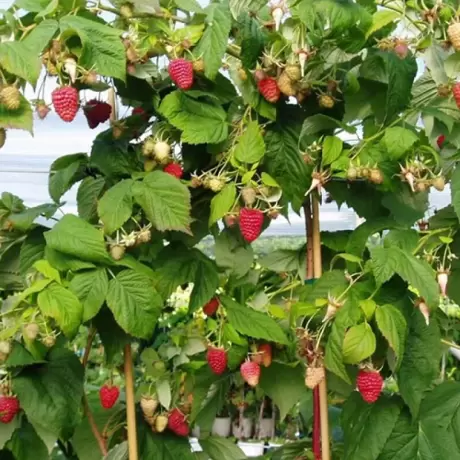 Arbust fructifer - Zmeur Pomisor Anul 3 - Rosu - Inaltime 1 - 1.20 m cu Radacina Impachetata