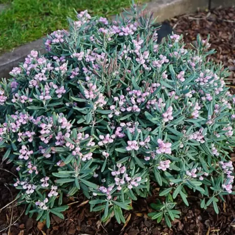 Andromeda Polifolia - Blue Lagoon - Ghiveci 3 l - Inaltime 40 - 50 cm