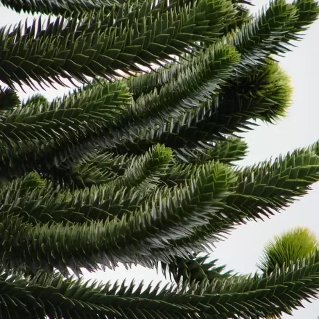 Pin Chilian - Araucaria Araucana - Ghiveci - Inaltime 15 - 25 cm