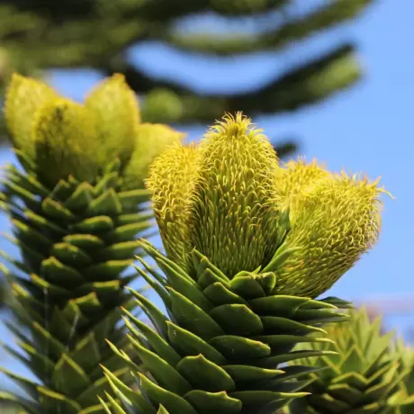 Pin Chilian - Araucaria Araucana - Ghiveci - Inaltime 15 - 25 cm