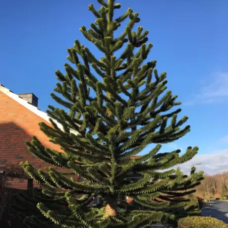 Pin Chilian - Araucaria Araucana - Ghiveci - Inaltime 15 - 25 cm