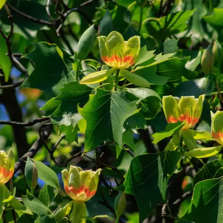 Arborele de Lalea - Liriodendron Tulipifera - Ghiveci 3 L - Inaltime 160 - 180 cm