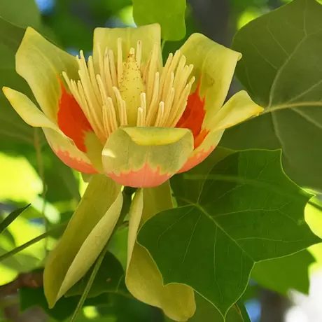 Arborele de Lalea - Liriodendron Tulipifera - Ghiveci 3 L - Inaltime 160 - 180 cm