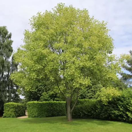 Arborele de Lalea - Liriodendron Tulipifera - Ghiveci 3 L - Inaltime 160 - 180 cm