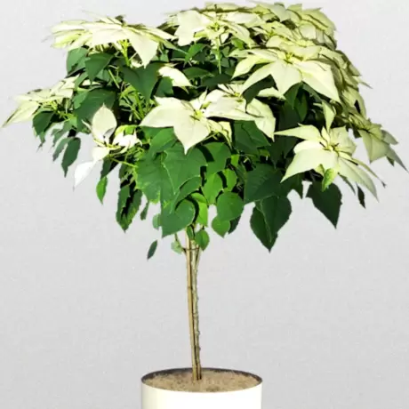 Craciunita Alba pe Tulpina Inalta - Poinsettia la Ghiveci - Inaltime 40 - 50 cm