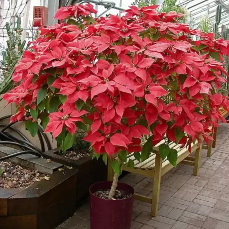 Craciunita Rosie pe Tulpina Inalta - Poinsettia la Ghiveci - Inaltime 40 - 50 cm