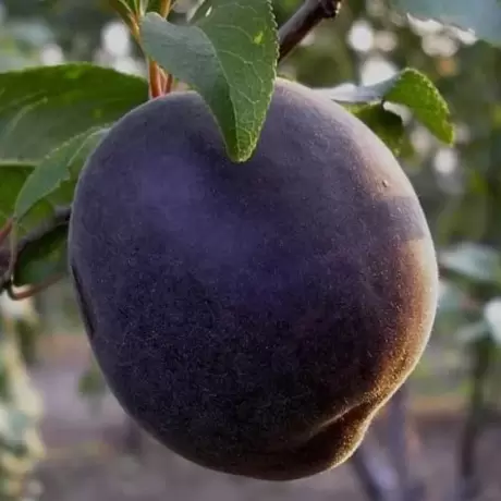 Pom fructiferi - Cais Black Velvet