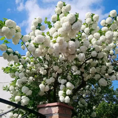 Calin - Viburnum Eskimo - Ghiveci 5 l - Inaltime 60 - 70 cm