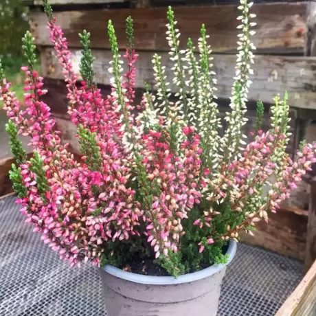 Calluna - Vulgaris Mix - Ghiveci 2 l - Înălțime 20 - 30 cm