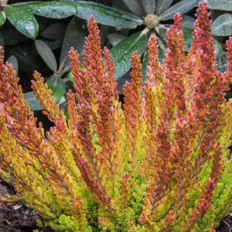 Calluna - Vulgaris Orange - Ghiveci 2 l - Înălțime 20 - 30 cm