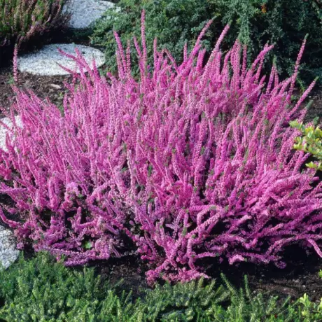 Calluna - Vulgaris Purple - Ghiveci 2 l - Înălțime 20 - 30 cm