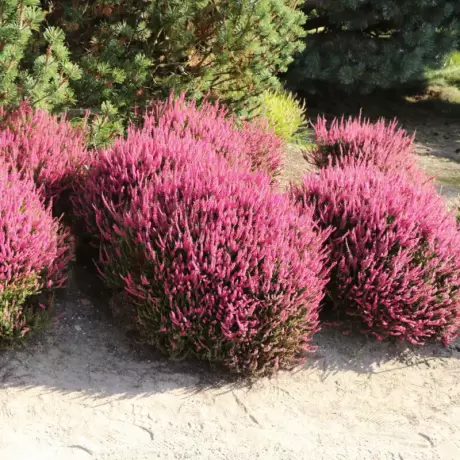 Calluna - Vulgaris Pink - Ghiveci 2 l - Înălțime 20 - 30 cm