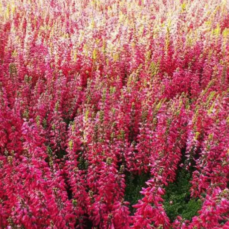 Calluna - Vulgaris Red - Ghiveci 2 l - Înălțime 20 - 30 cm