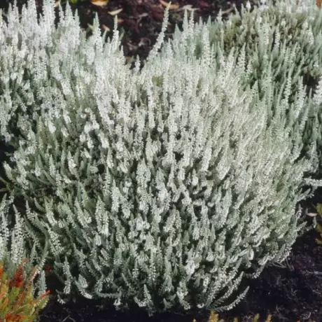 Calluna - Vulgaris White - Ghiveci 2 l - Înălțime 20 - 30 cm