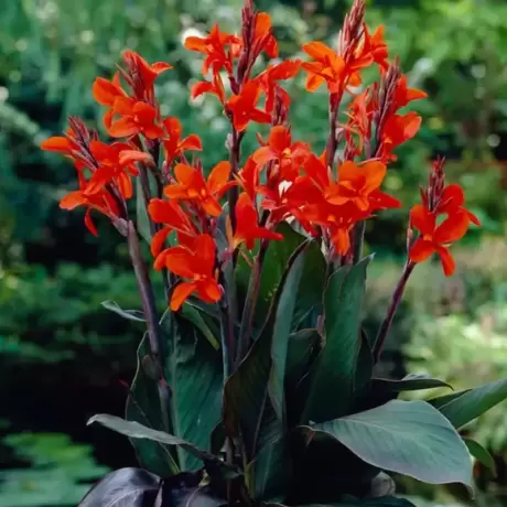 Canna Indica - Rosie - Ghiveci 3 l - Inaltime 60 - 70 cm