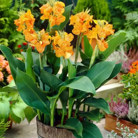 Canna Indica - Picasso - Ghiveci 3 l - Inaltime 60 - 70 cm