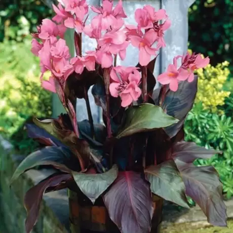 Canna Indica - Roz - Ghiveci 3 l - Inaltime 60 - 70 cm