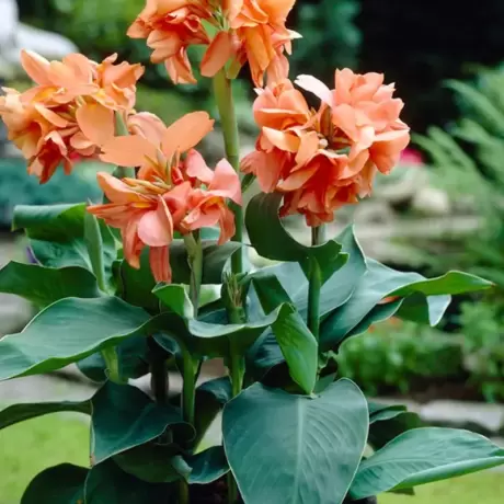 Canna Indica - Tropical Sunrise - Ghiveci 3 l - Inaltime 60 - 70 cm