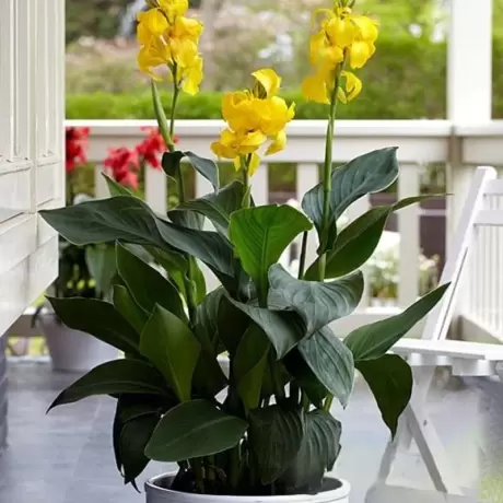 Canna Indica - Galbena - Ghiveci 3 l - Inaltime 60 - 70 cm