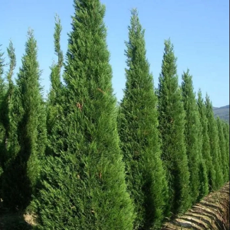 Chiparosul Leylandii – Cupressocyparis – Ghiveci 2 L – Inaltime 80 – 100 cm