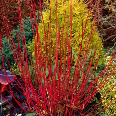 Corn Decorativ - Cornus Alba Sibirica Variegata la Ghiveci 3 L