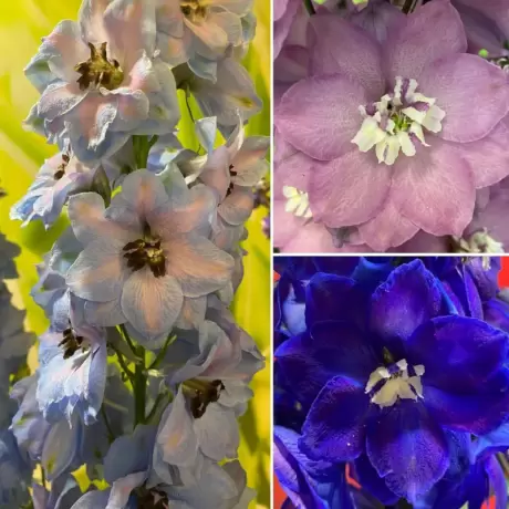 Delphinium Mix 3