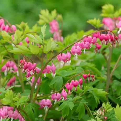 Cerceii Doamnei - Dicentra Spectabilis Pink - Ghiveci 2 l - Inaltime 20 - 30 cm