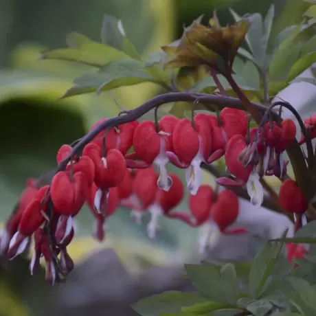 Cerceii Doamnei - Dicentra Spectabilis Red - Ghiveci 2 l - Inaltime 20 - 30 cm