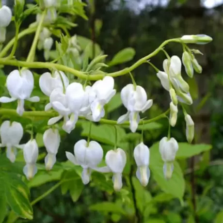 Cerceii Doamnei - Dicentra Spectabilis White - Ghiveci 2 l - Inaltime 20 - 30 cm