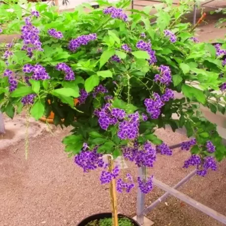 Duranta Erecta - Saphir - Ghiveci 3 l - Inaltime 70 - 80 cm