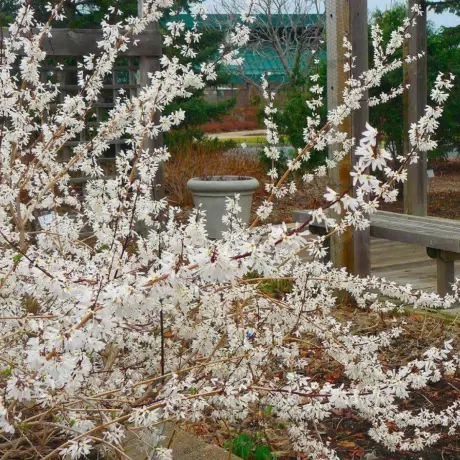 Forsythia White cu Radacina Impachetata - Inaltime 50 - 60 cm