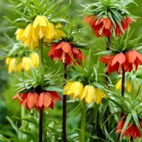 Bulbi de Fritillaria Gigant - Mix 3 Buc / Pachet