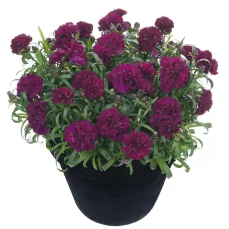 Garofițe Duble Parfumate - Violet - Ghiveci 1 L - Înălțime 20 - 30 cm