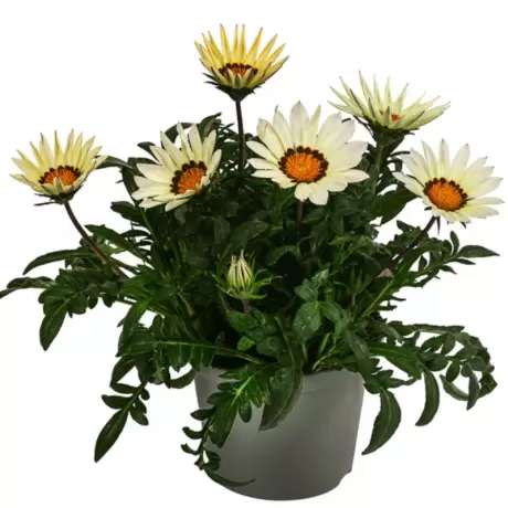 Gazania Splendens - Alba - La Ghiveci - Înălțime 25 - 30 cm