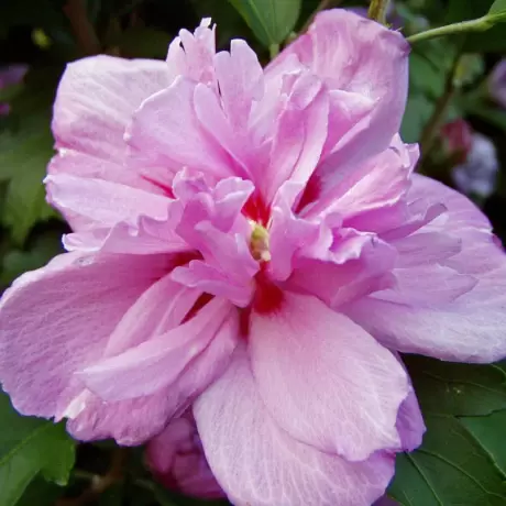 Hibiscus Syriacus - Ardens - Ghiveci 2 l - Inaltime 40 - 50 cm