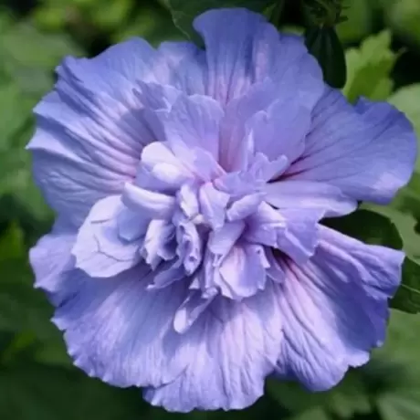 Hibiscus Syriacus - Blue Chiffon - Ghiveci 2 l - Inaltime 40 - 50 cm