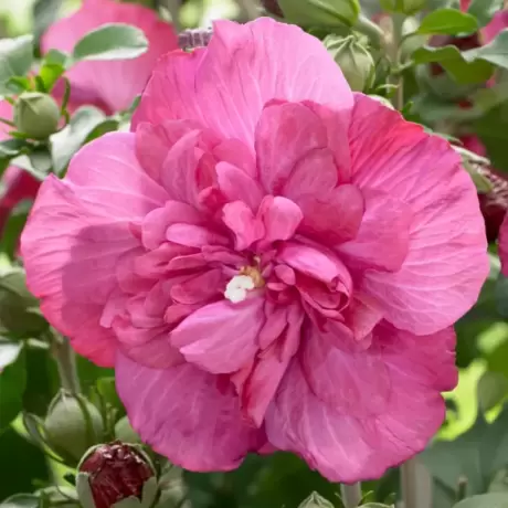 Hibiscus Syriacus - Duc De Brabant - Ghiveci 2 l - Inaltime 40 - 50 cm