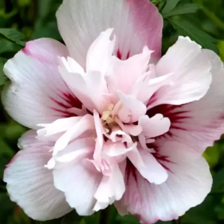 Hibiscus Syriacus - Lady Stanley - Ghiveci 2 l - Inaltime 40 - 50 cm