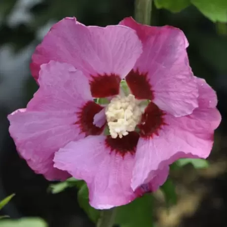 Hibiscus Syriacus - Pink Gigant - Ghiveci 2 l - Inaltime 40 - 50 cm