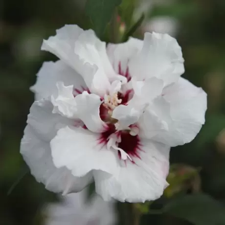 Hibiscus Syriacus - Speciosus - Ghiveci 2 l - Inaltime 40 - 50 cm