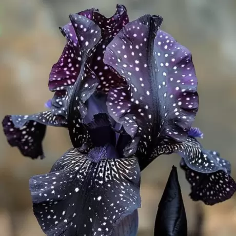 Rizomi de Iris Germanica - Black Princess 