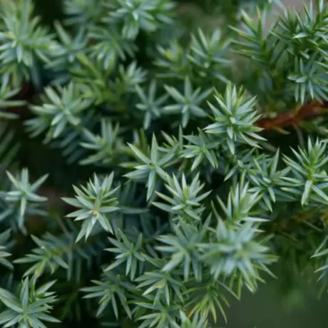 Juniperus Chinensis Blue Alps - Ghiveci 2 L - Inaltime 100 - 120 cm