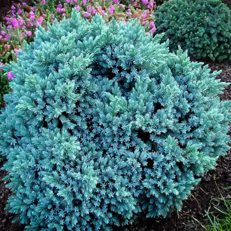 Juniperus Squamanta - Blue Star - Ghiveci 3L - Inaltime 20 - 30 cm